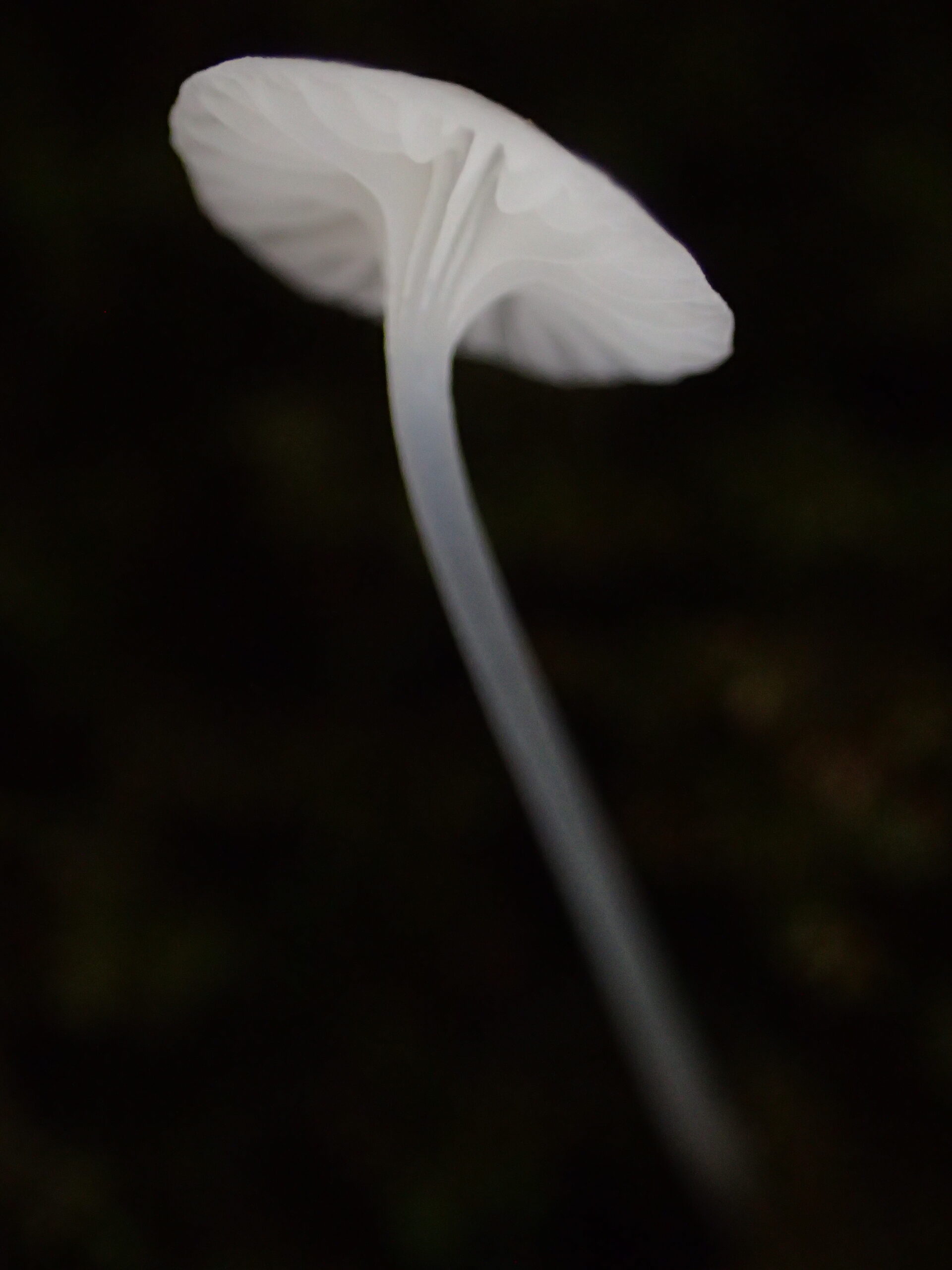 奥入瀬ネイチャーウォーク ～滝のトレイル～ツアー詳細4