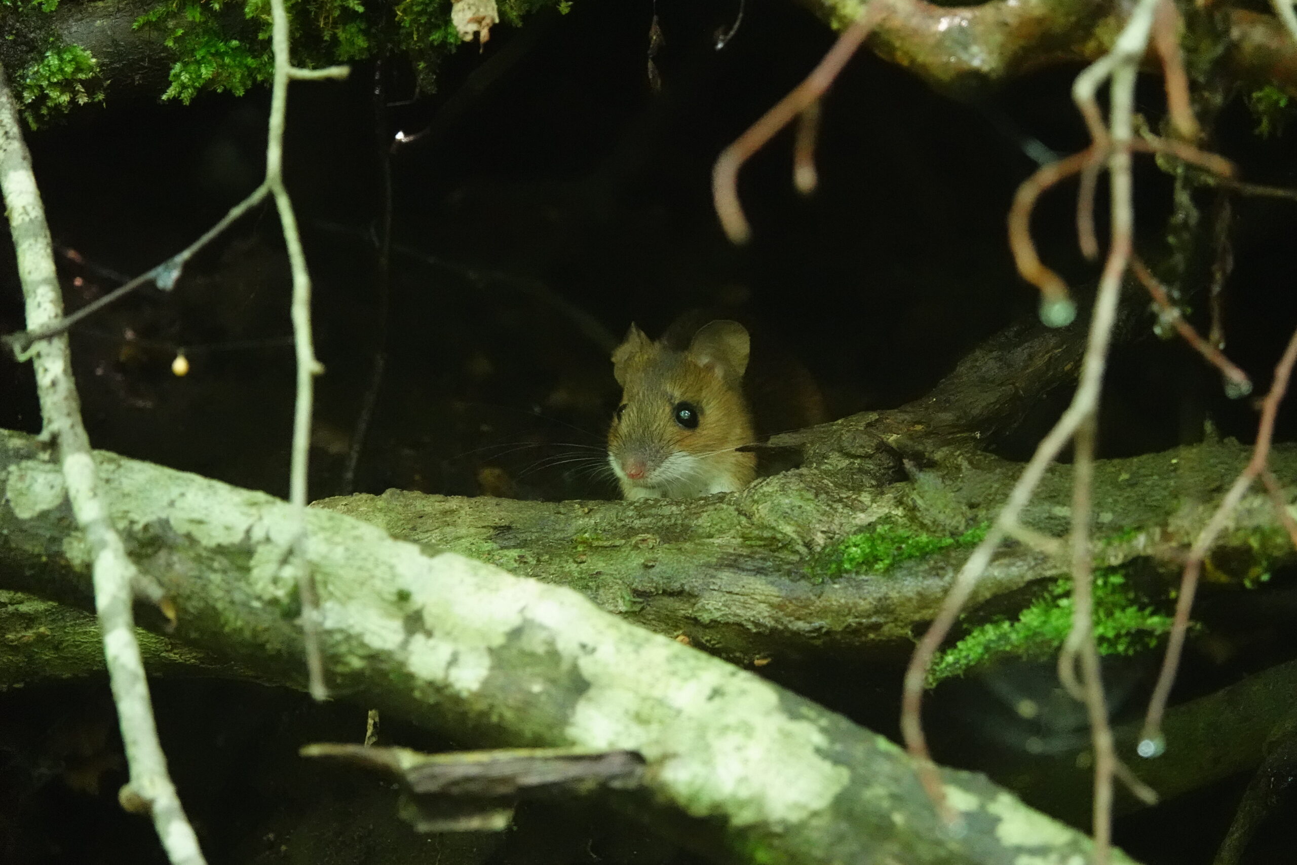 蔦の森ネイチャーウォーク ～森と水の息づかいに出会う～ツアー詳細4