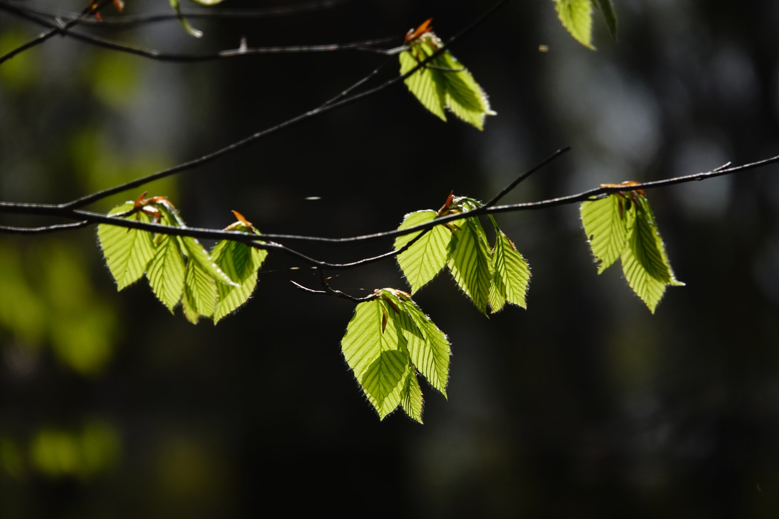 蔦の森ネイチャーウォーク ～森と水の息づかいに出会う～ツアー詳細1
