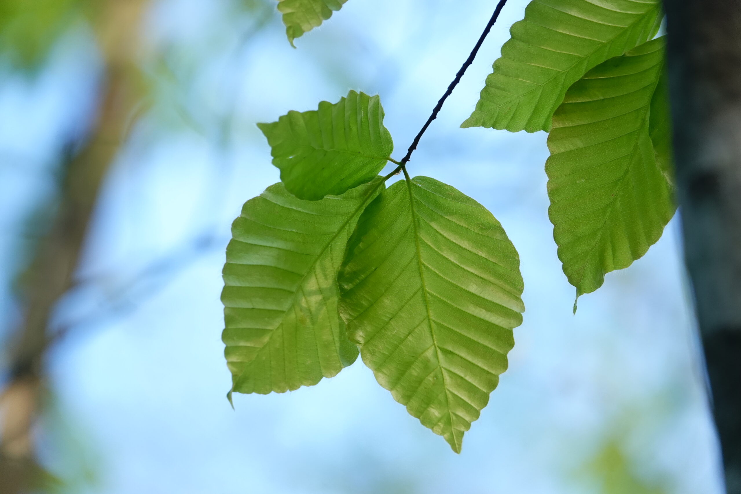 蔦の森ネイチャーウォーク ～森と水の息づかいに出会う～ツアー詳細6