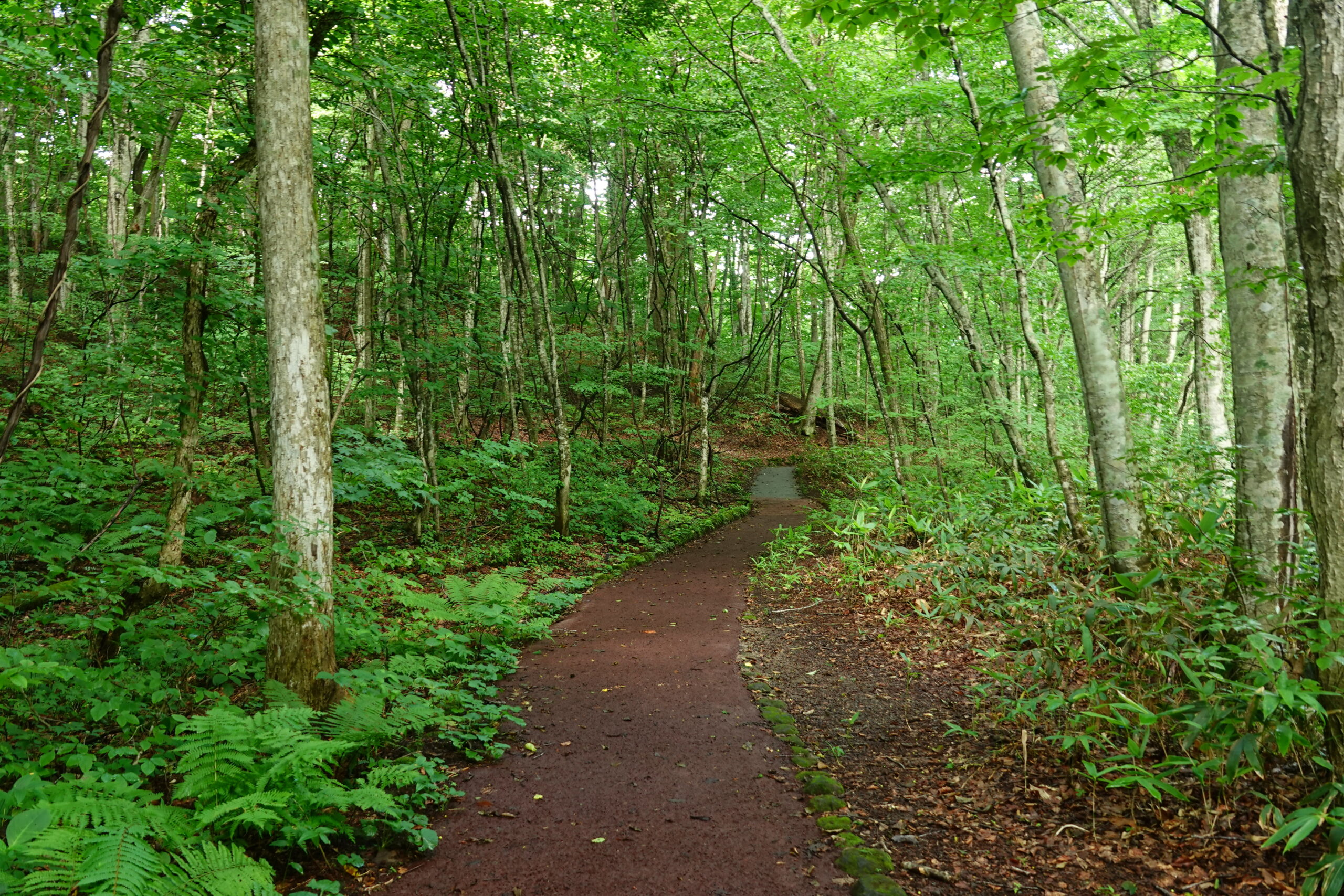 蔦の森ネイチャーウォーク ～森と水の息づかいに出会う～ツアー詳細8