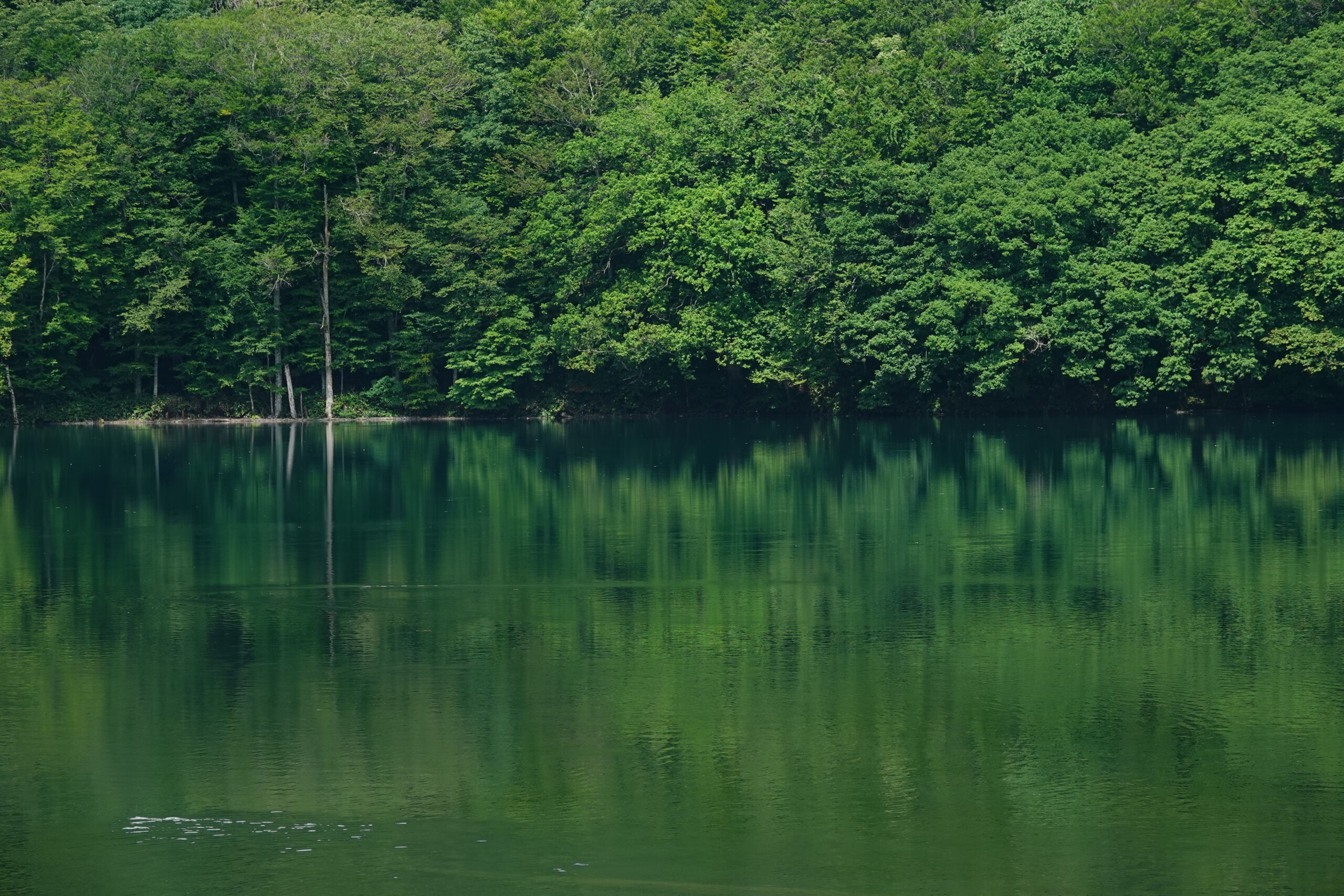蔦の森ネイチャーウォーク ～森と水の息づかいに出会う～ツアー詳細7