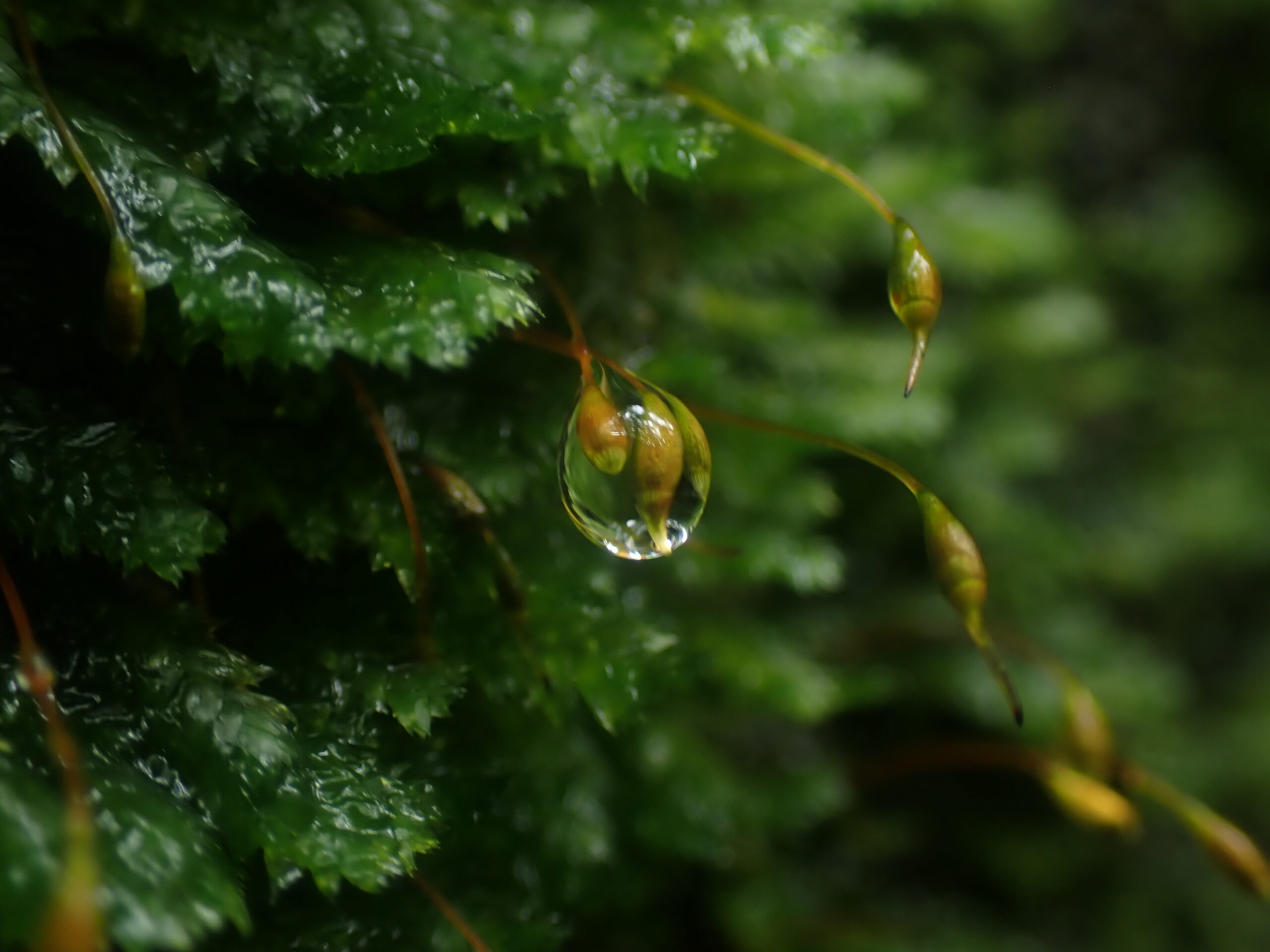 蔦の森ネイチャーウォーク ～森と水の息づかいに出会う～ツアー詳細12