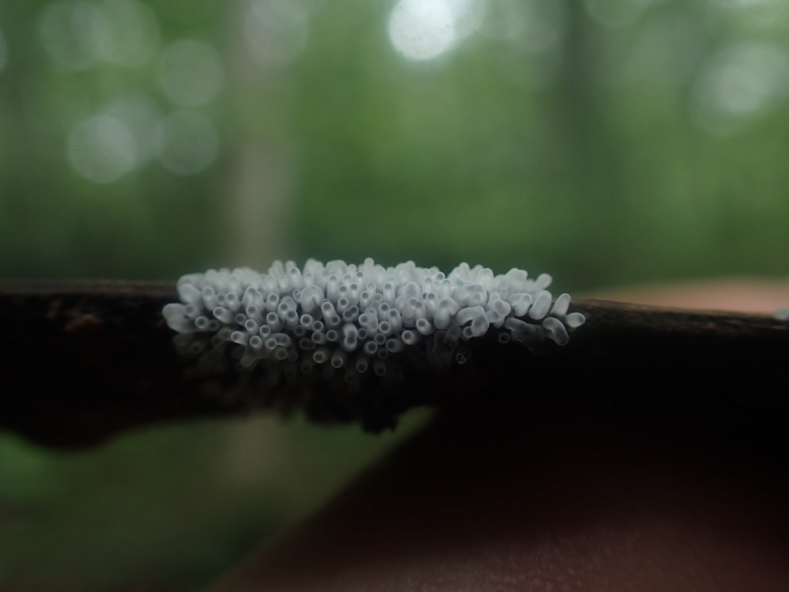 蔦の森ネイチャーウォーク ～森と水の息づかいに出会う～ツアー詳細10