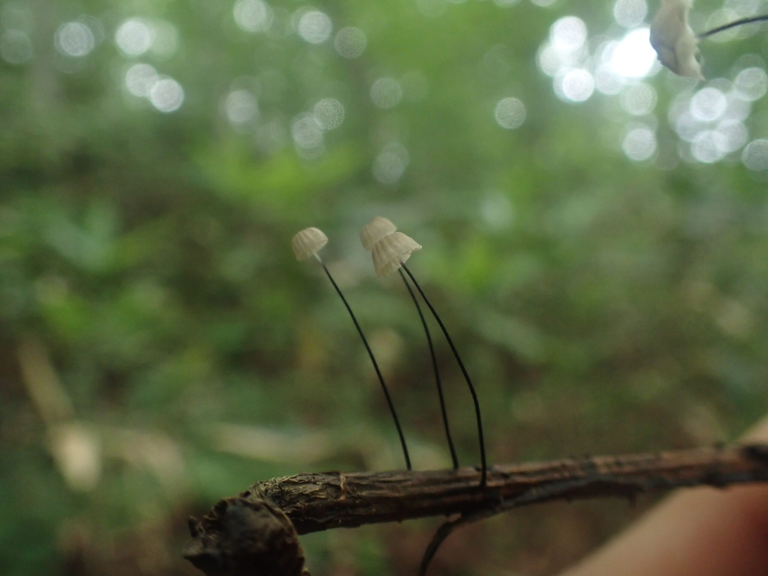 蔦の森ネイチャーウォーク ～森と水の息づかいに出会う～ツアー詳細11