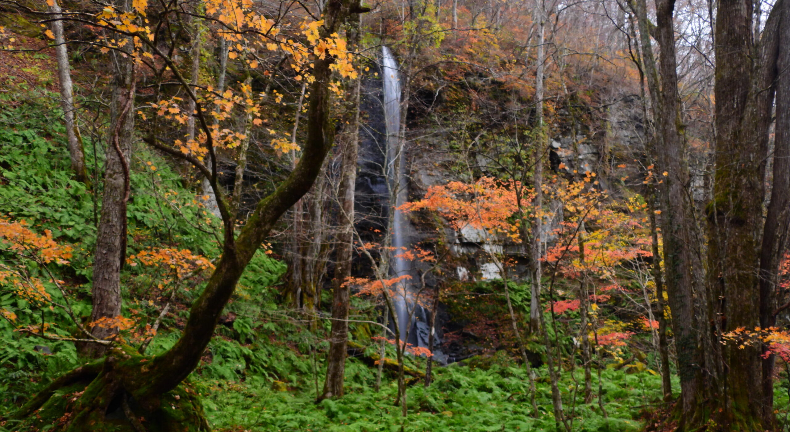 深秋の奥入瀬渓流ネイチャーウォーク1