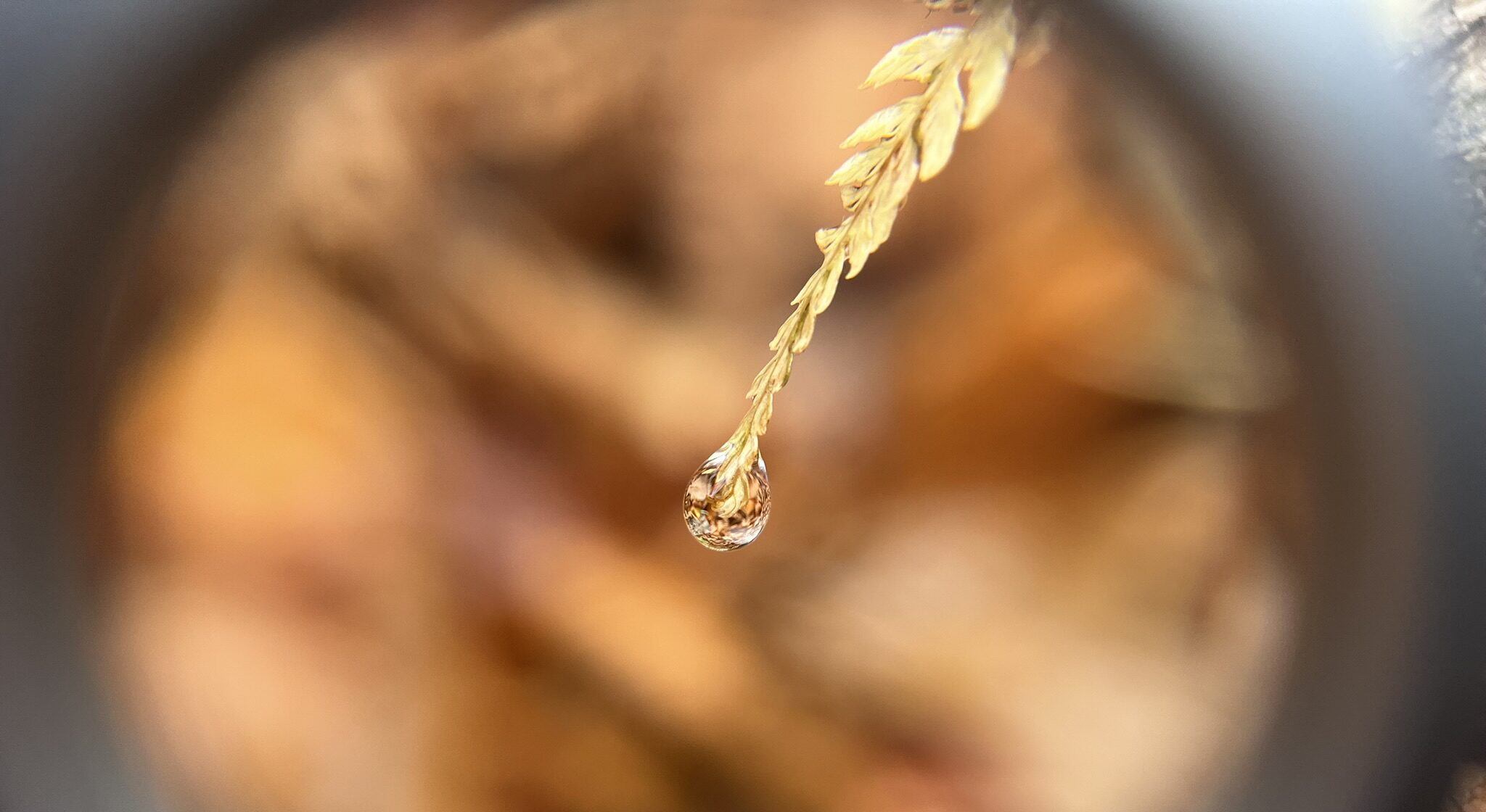 深秋の奥入瀬渓流ネイチャーウォーク5