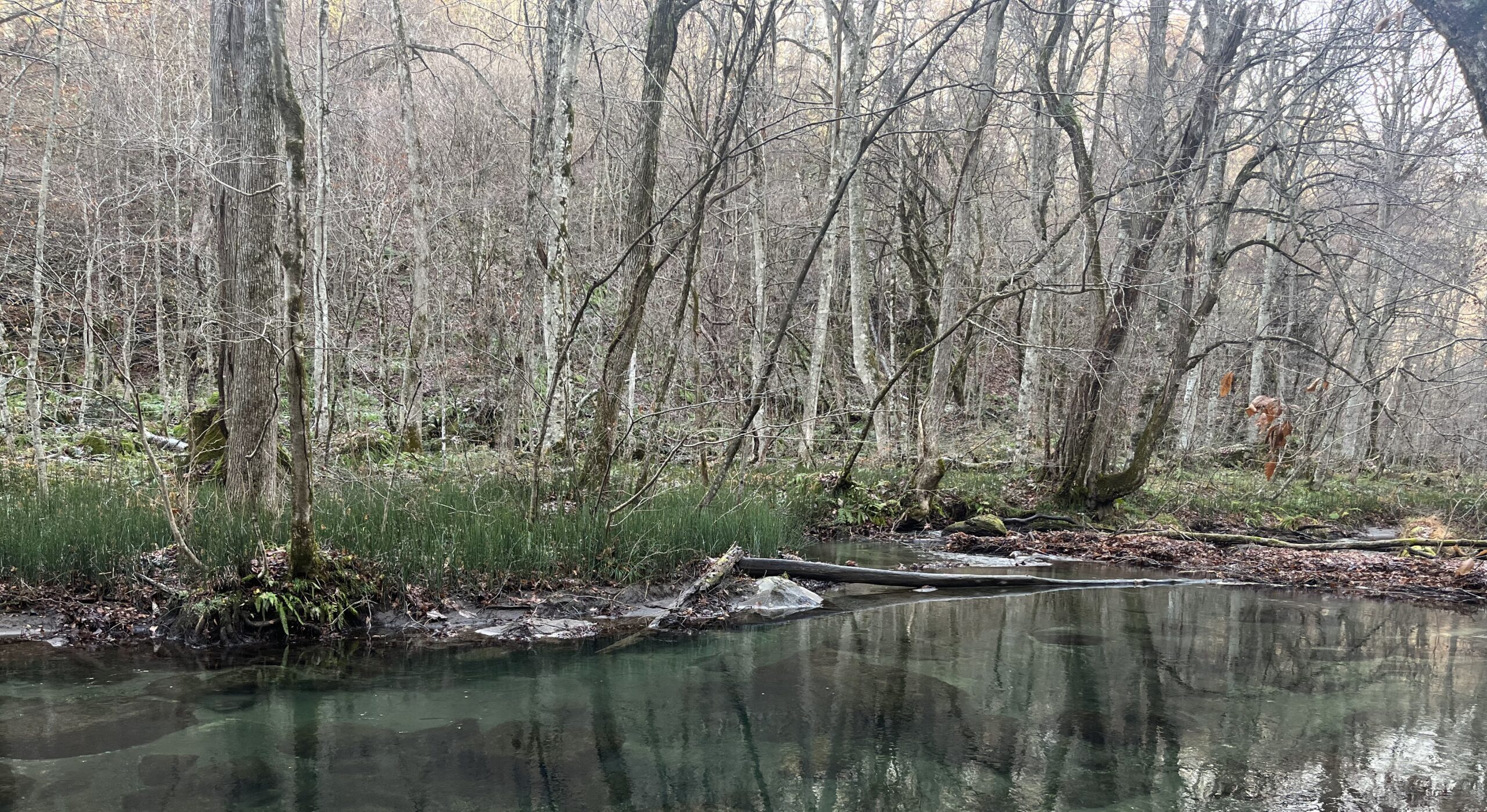 深秋の奥入瀬渓流ネイチャーウォーク6